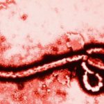 Ebola image