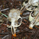 Gopher Skulls in the forest