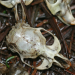 Gopher Skull in the dark woods