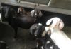 The great goat raid -Thurston County experiences emergency goat seizure