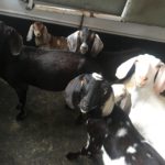 Lattin’s seized goats