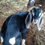 Lattins baby goat