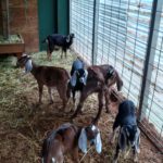 Many nursing baby goats were left behind after Thurston County took their mothers.