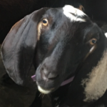 Lattin’s Goat taken away from home